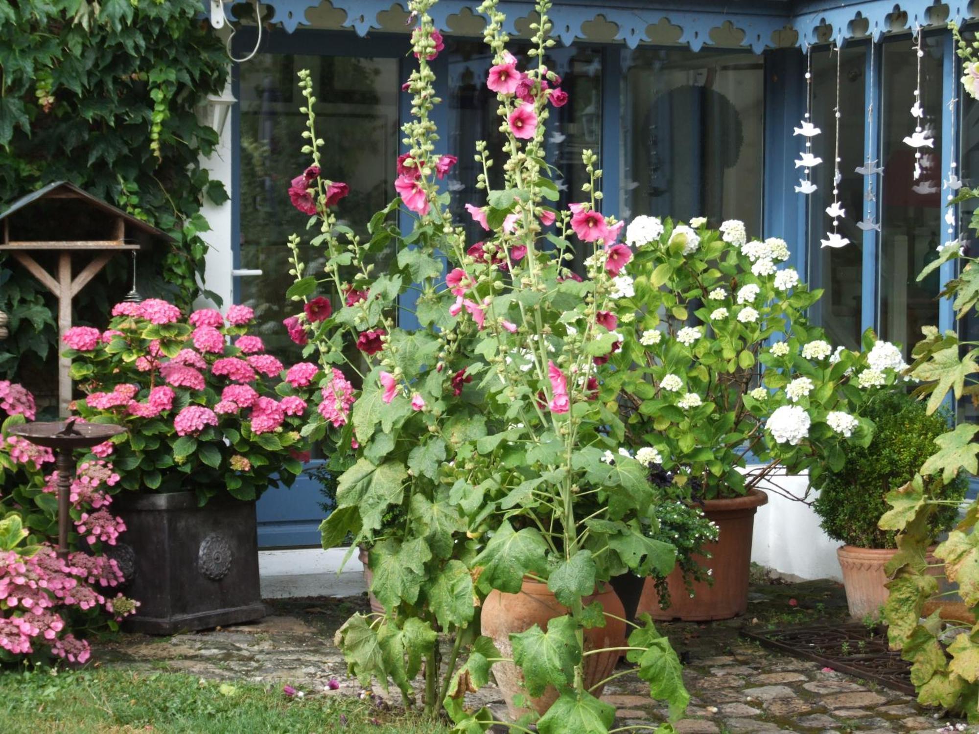 Bed and Breakfast Les Glycines à Ury Extérieur photo